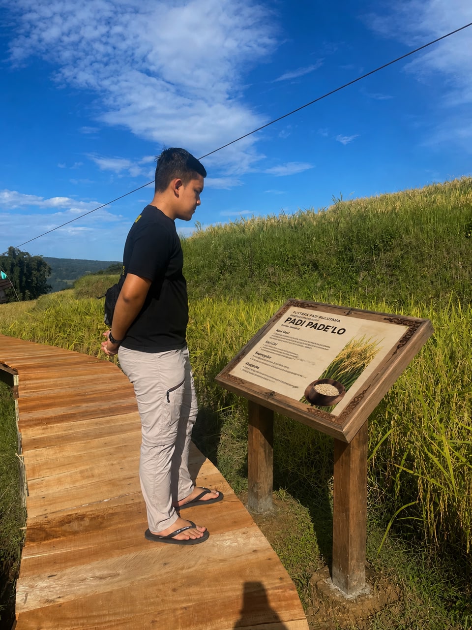 Living Library — Mengenal Varietas Padi Lokal Bulutana